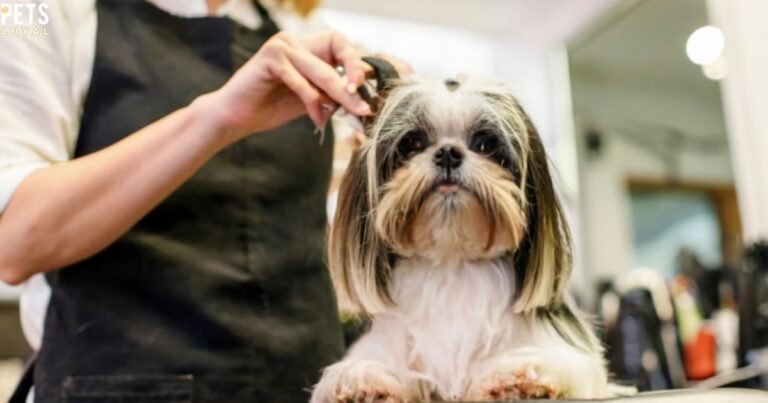 How to Groom a Shih Tzu at Home