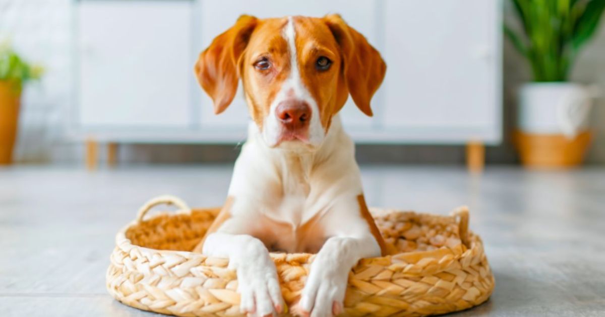 15 Signs Your Dog Needs to Be Neutered